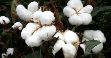Punjab forms committee to resolve issues raised by Punjab Cotton Growers and Ginner's Association
