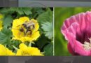 Flower Patterns Make Bumblebees More Efficient