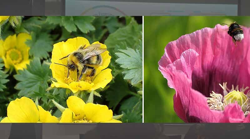 Flower Patterns Make Bumblebees More Efficient