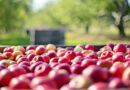 Apple farmers of Himachal demand an import tariff of 100%