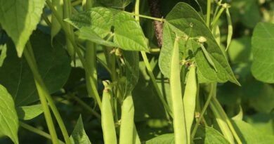East Africa’s bean industry adapts to climate change