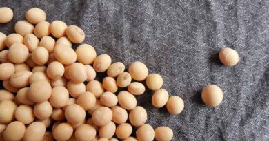Which are the top 10 soybean varieties grown in India?