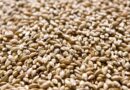 New Spring Malting Barley From Syngenta Brings A Step Change In Yield And Quality