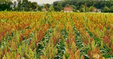 Weed control and inter-cultivation for Sorghum in Kharif