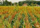Fertilizers application for the cultivation of Sorghum in Kharif