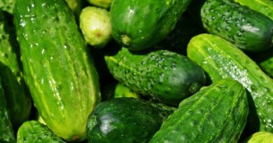 Tropical Dry Pickling Cucumber Variety Anaxo by Nunhems 