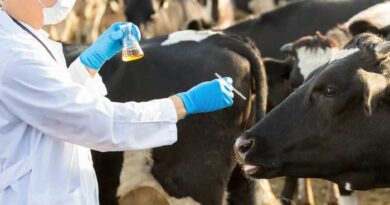 Veterinary drug residues in food decline again