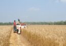 Concern over Wheat production due to the ongoing heatwave