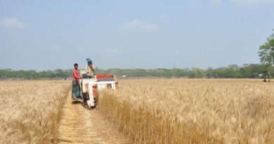 Concern over Wheat production due to the ongoing heatwave