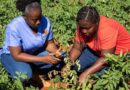 Free crop pest diagnosis and management courses now available in 29 countries
