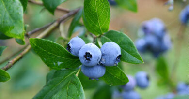 Short withholding a winner in berry crops