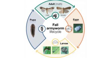 Fall Armyworm update