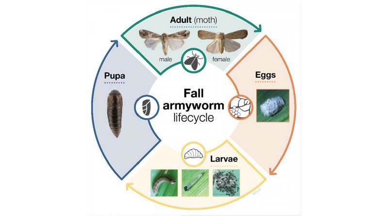 Fall Armyworm update