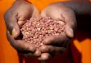 World Pulses Day 2023 highlights how pulses are at the core of sustainability