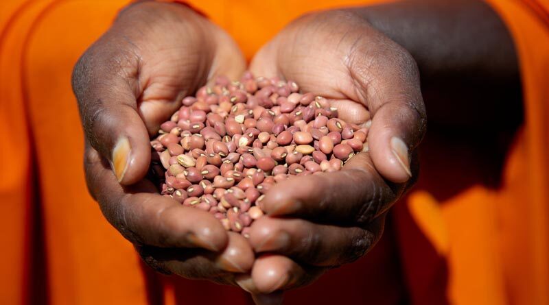 World Pulses Day 2023 highlights how pulses are at the core of sustainability