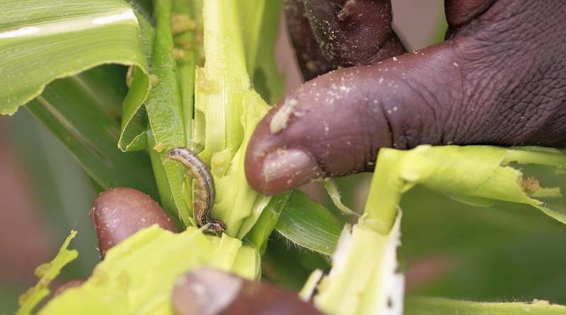 Almost all of Africa’s maize crops is at risk from devastating fall armyworm pest, study reveals