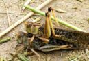 Study reveals optimum time to apply eco-friendly biopesticides to tackle Oriental migratory locust pest