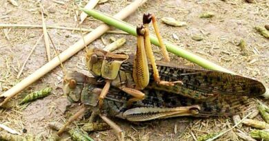 Study reveals optimum time to apply eco-friendly biopesticides to tackle Oriental migratory locust pest