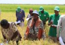 Salinity-tolerant rice variety set to boost rice yield in stress-prone areas in Kenya