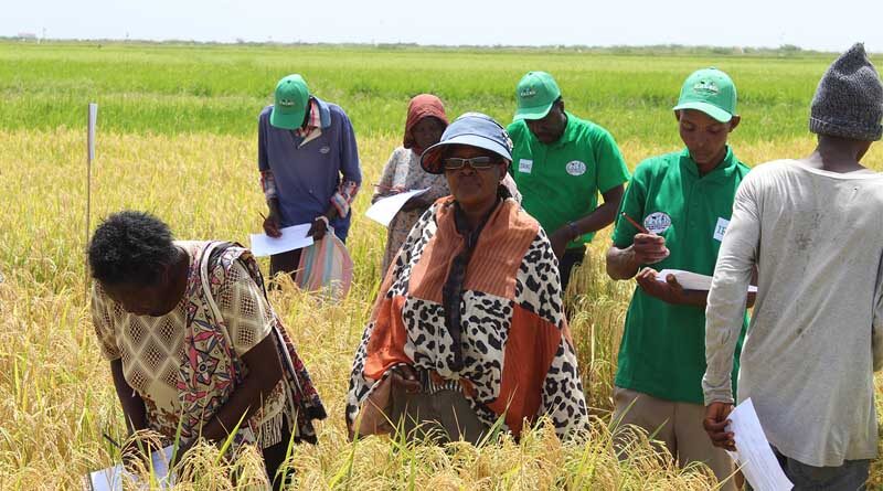 Salinity-tolerant rice variety set to boost rice yield in stress-prone areas in Kenya