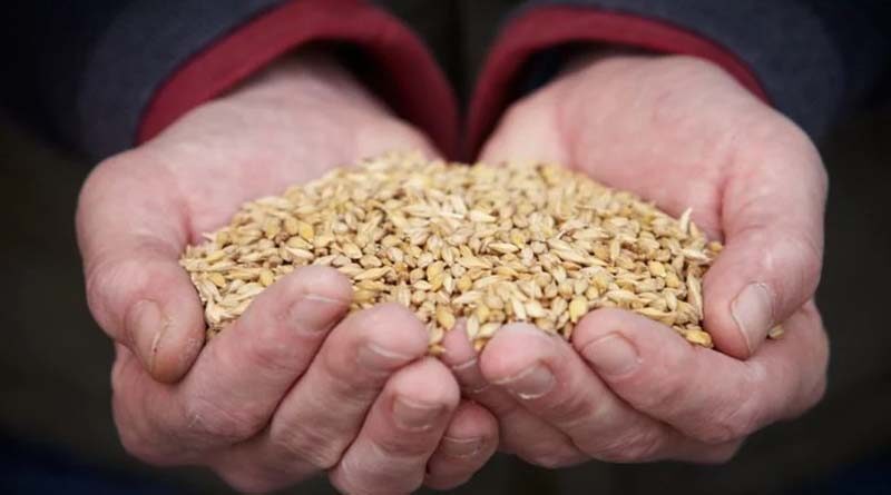 Importance of variety choice in maximising returns from your feed spring barley crop