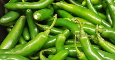 Fresh Green Hot Pepper Variety US 1003 by Nunhems