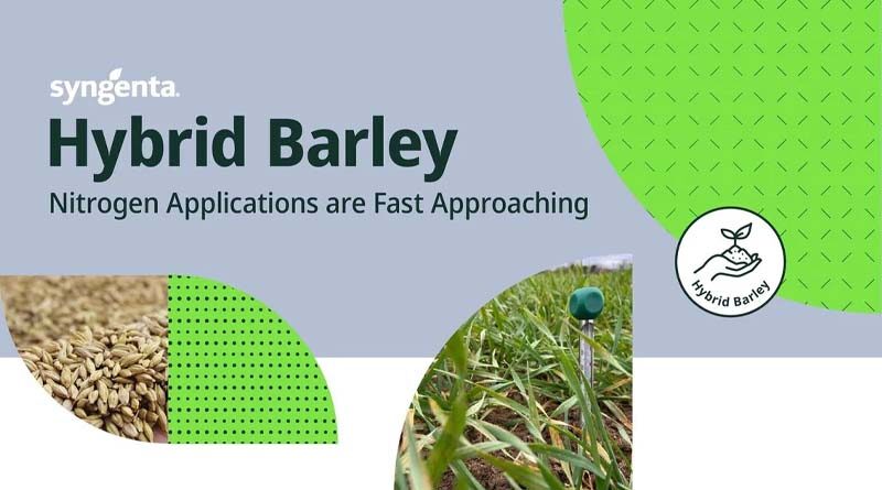 Hybrid barley nitrogen applications are fast approaching