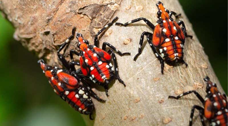 The spotted lanternfly wreaks havoc on crops in Asia and the US