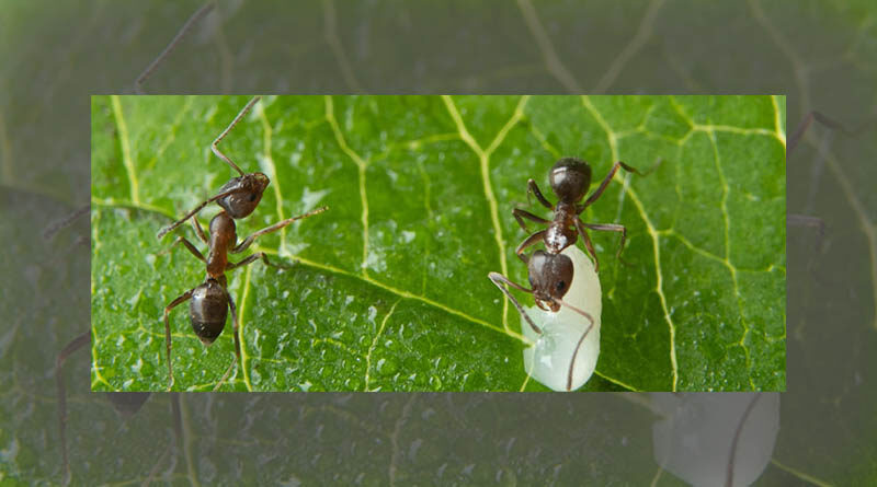 How Sneaky Fungi Hide From Ants