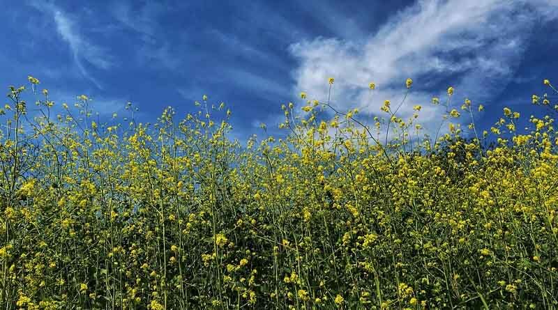 Approval for Genetically Modified Mustard in India