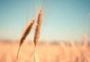 Centre announces release of 50 LMT wheat in open market