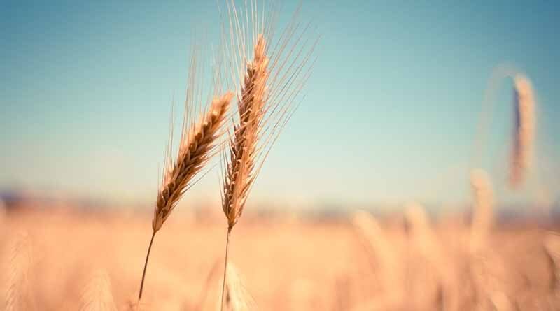 Centre announces release of 50 LMT wheat in open market