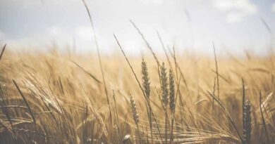 For every 1°C rise in temperature, yields of wheat expected to decline by 3-7%: Study