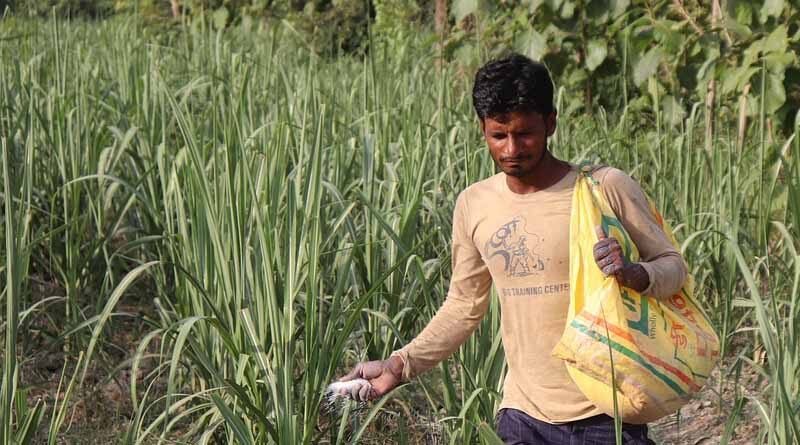 Indian farmers are using pesticides at the optimum level: CCFI