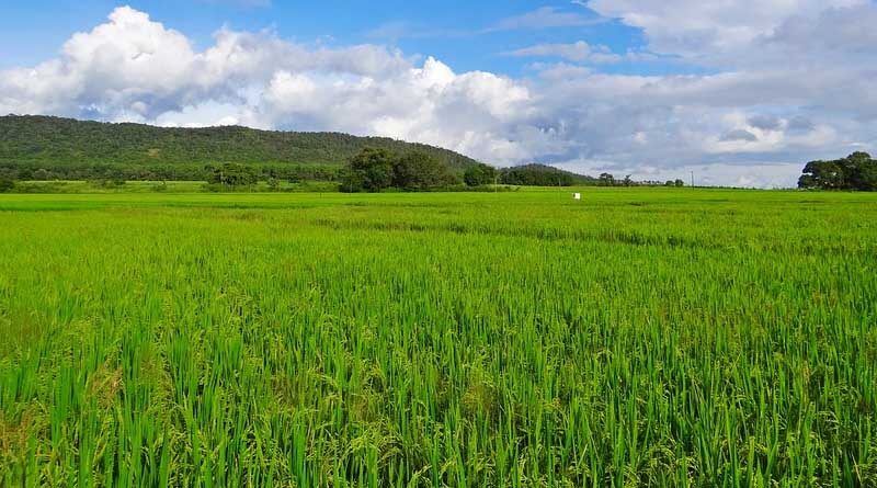 Paddy Procurement crosses 700 LMT mark benefiting over 96 lakh farmers