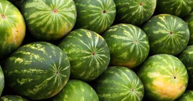 Jubilee Oval Elongated Watermelon Variety Khushboo by Nunhems