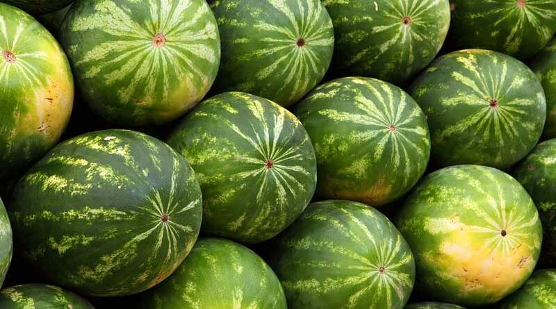 Watermelon Variety