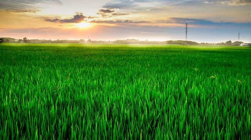 IIM-Rohtak to assess paddy residue management initiatives in Punjab, Haryana, and Uttar Pradesh