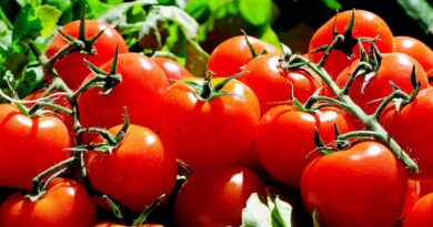 Round Tomato Variety Arya by Nunhems