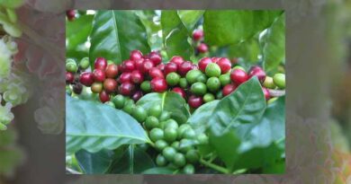 Vietnam is the largest coffee supplier to Spain