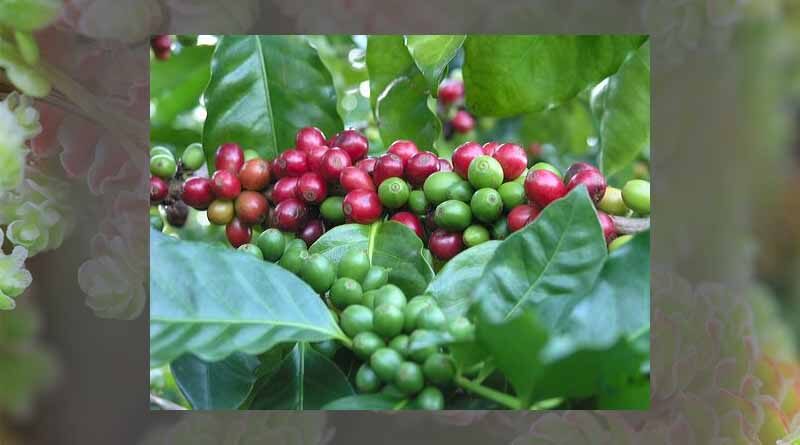 Vietnam is the largest coffee supplier to Spain