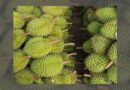 Can Tho durian officially exported to China