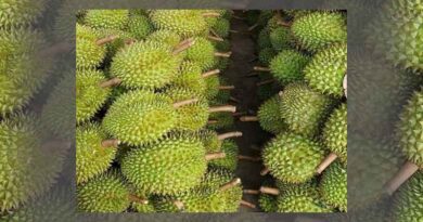 Vietnam: Can Tho durian officially exported to China
