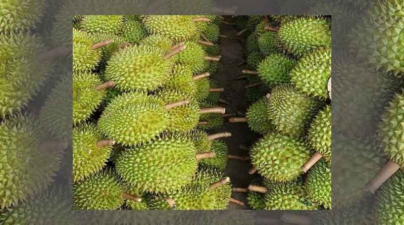 Can Tho durian officially exported to China