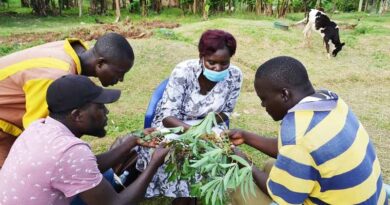 Aflatoxins, rabies and misuse of pesticides and animal health drugs are top ‘One Health’ issues at joint crop-livestock focused clinics in Uganda