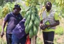 CABI works in partnership to step up fight against pests and diseases of papaya in Uganda
