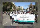 GMOs for food security: Kenyan university students express their support for GM crops