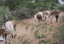 Kenya’s livestock value chain may be strengthened through collaboration with US agricultural sector