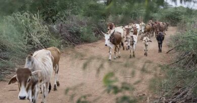 Kenya’s livestock value chain may be strengthened through collaboration with US agricultural sector