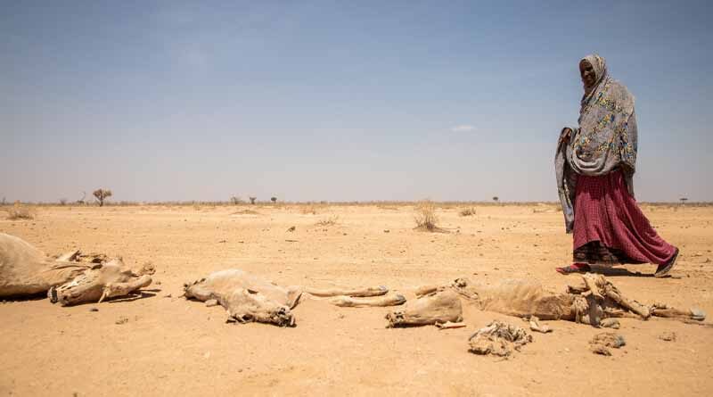 Eastern Africa drought: FAO welcomes a €25 million contribution from Germany to improve access to food and boost rural livelihoods in Ethiopia, Kenya, Somalia and the Sudan